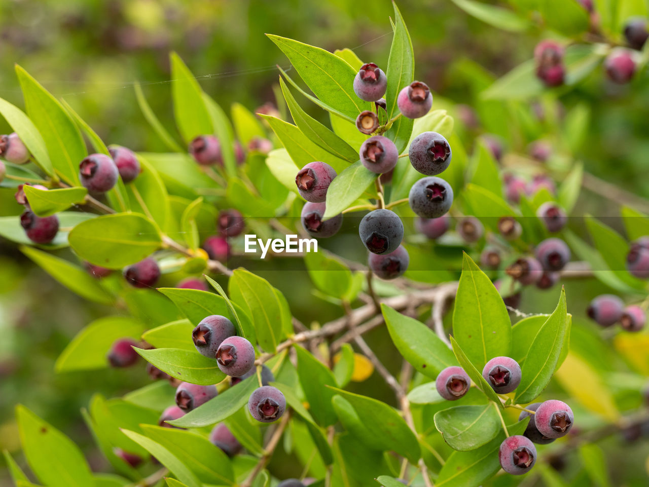 CLOSE-UP OF BERRIES GROWING ON PLANTS