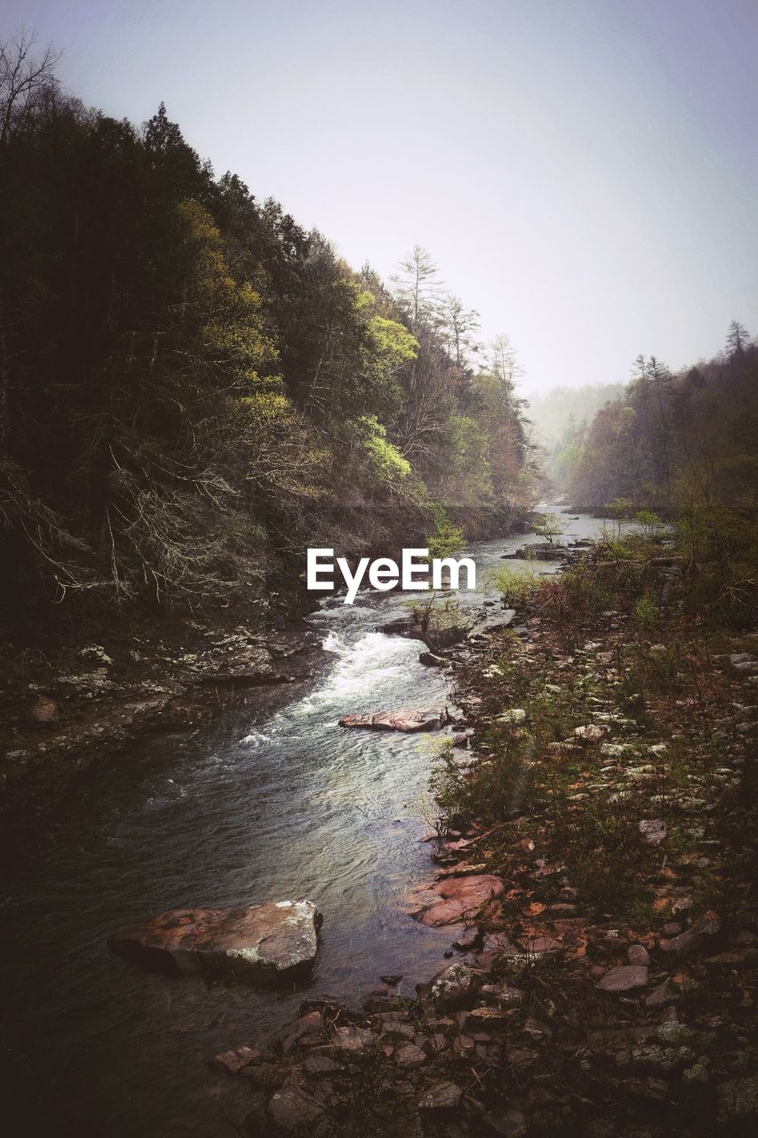 Scenic view of river amidst trees against sky