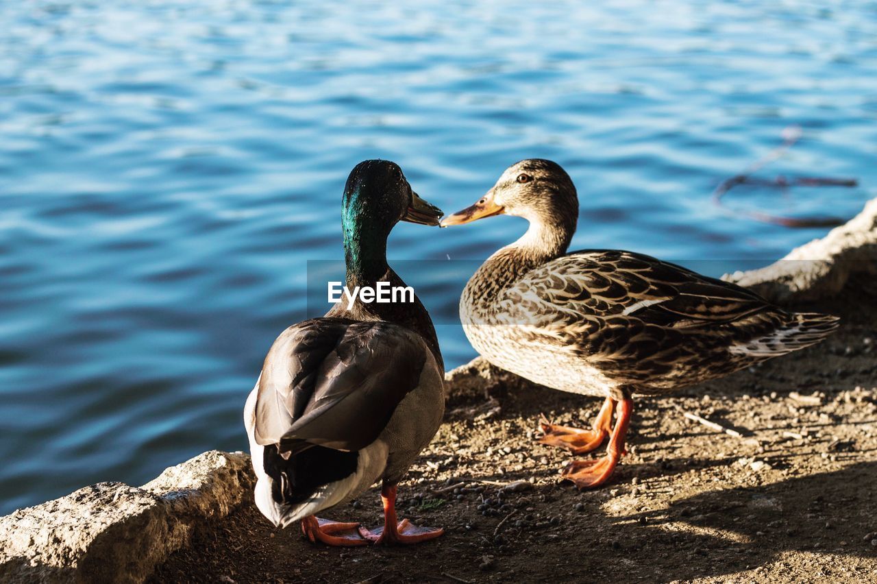 Close-up of mallard ducks at lakeshore