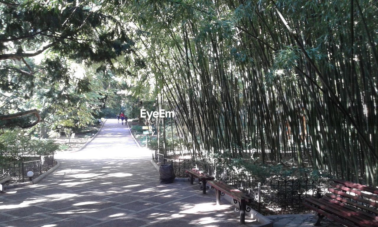 VIEW OF TREES IN PARK