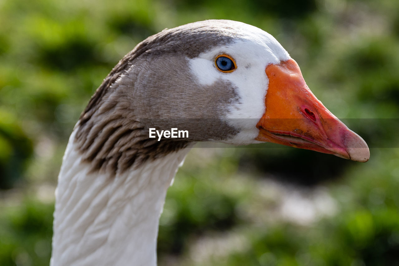 Close-up of goose. 