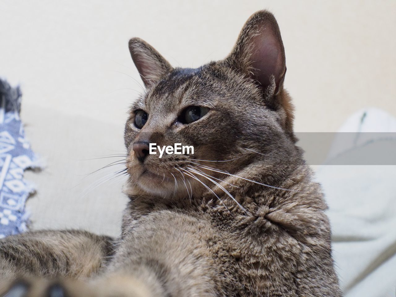 Low angle view of cat sitting at home