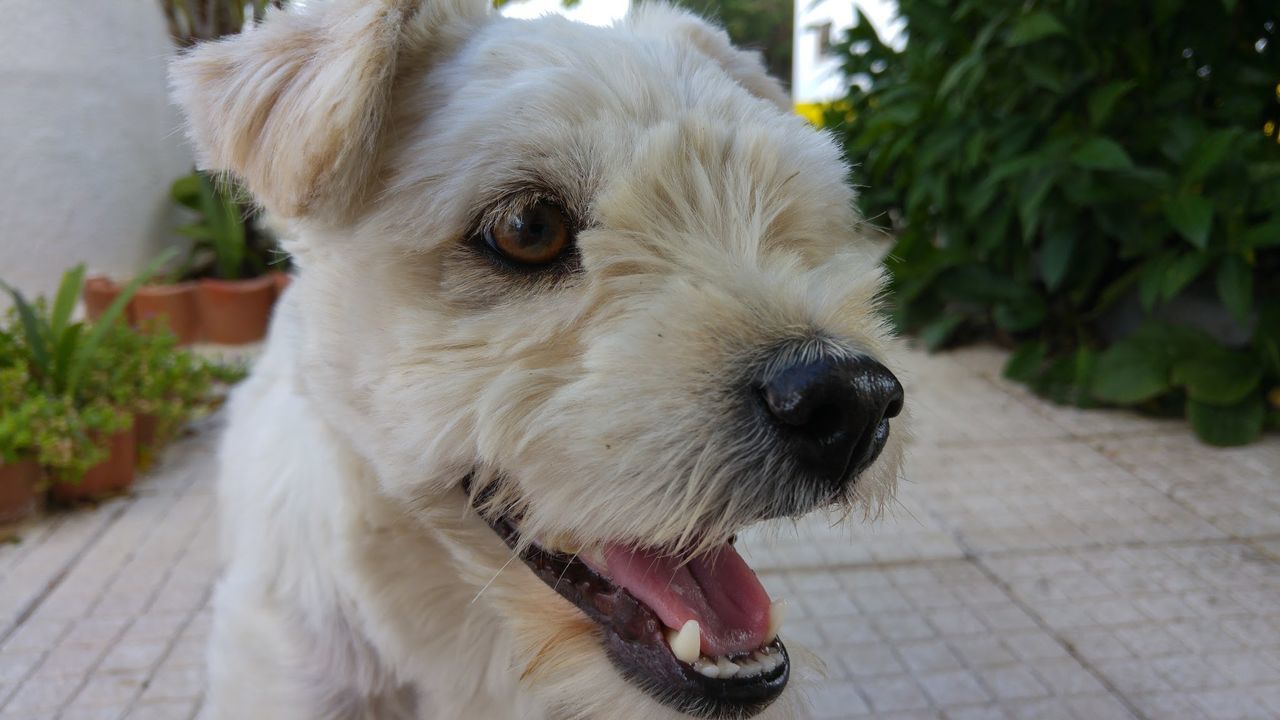 Close-up of white dog in yard
