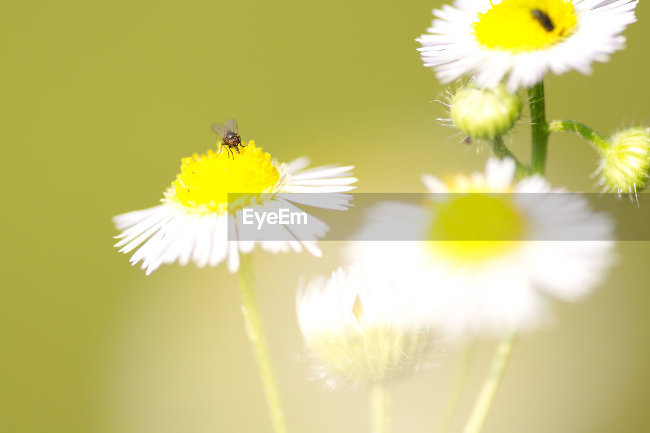 Fly pollinating on daisy at park