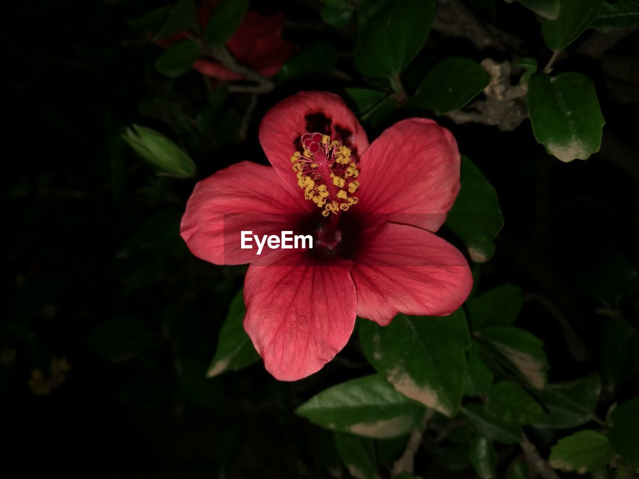 CLOSE-UP OF RED ROSE FLOWER