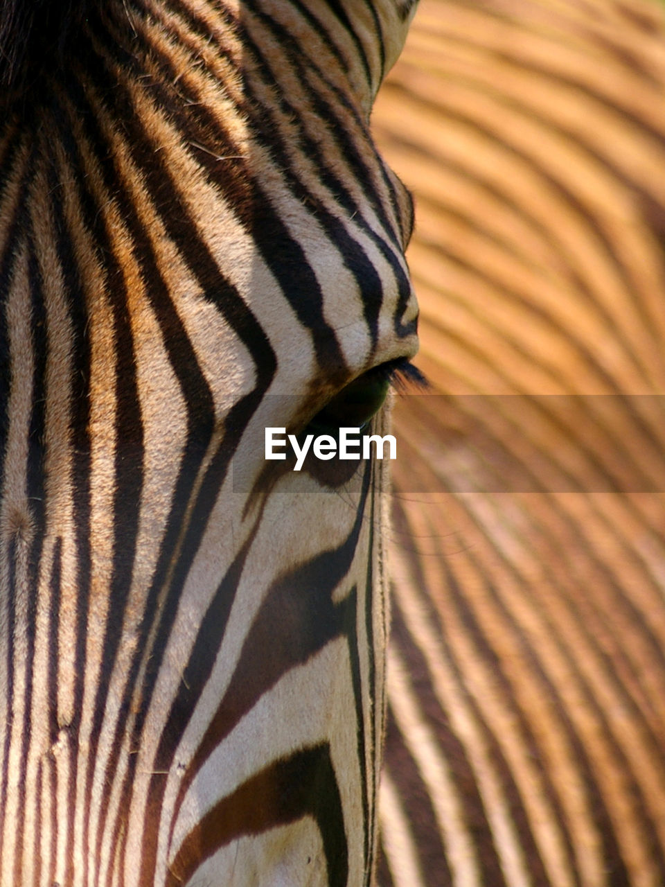 Close-up of zebra