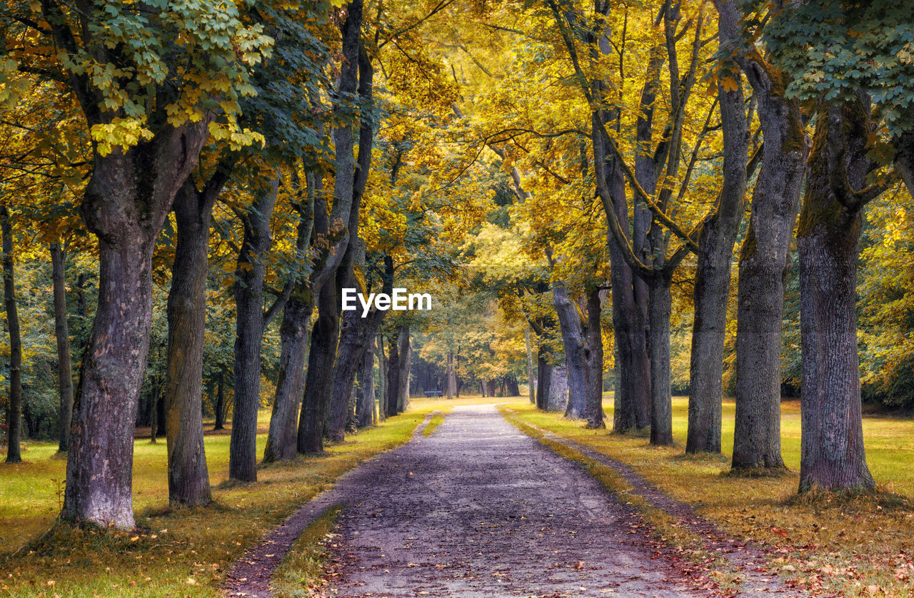 Road amidst trees in forest during autumn