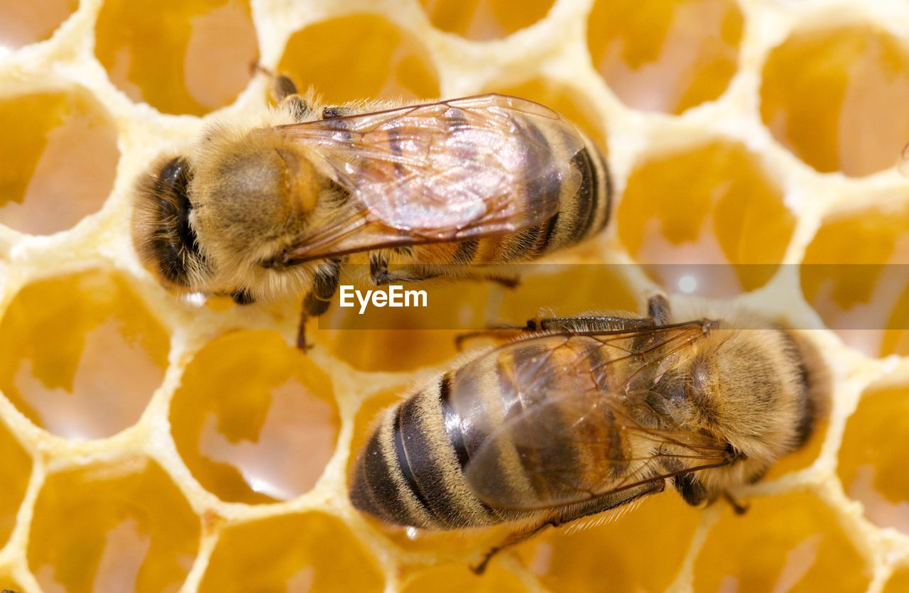 Close-up of bee on beehive