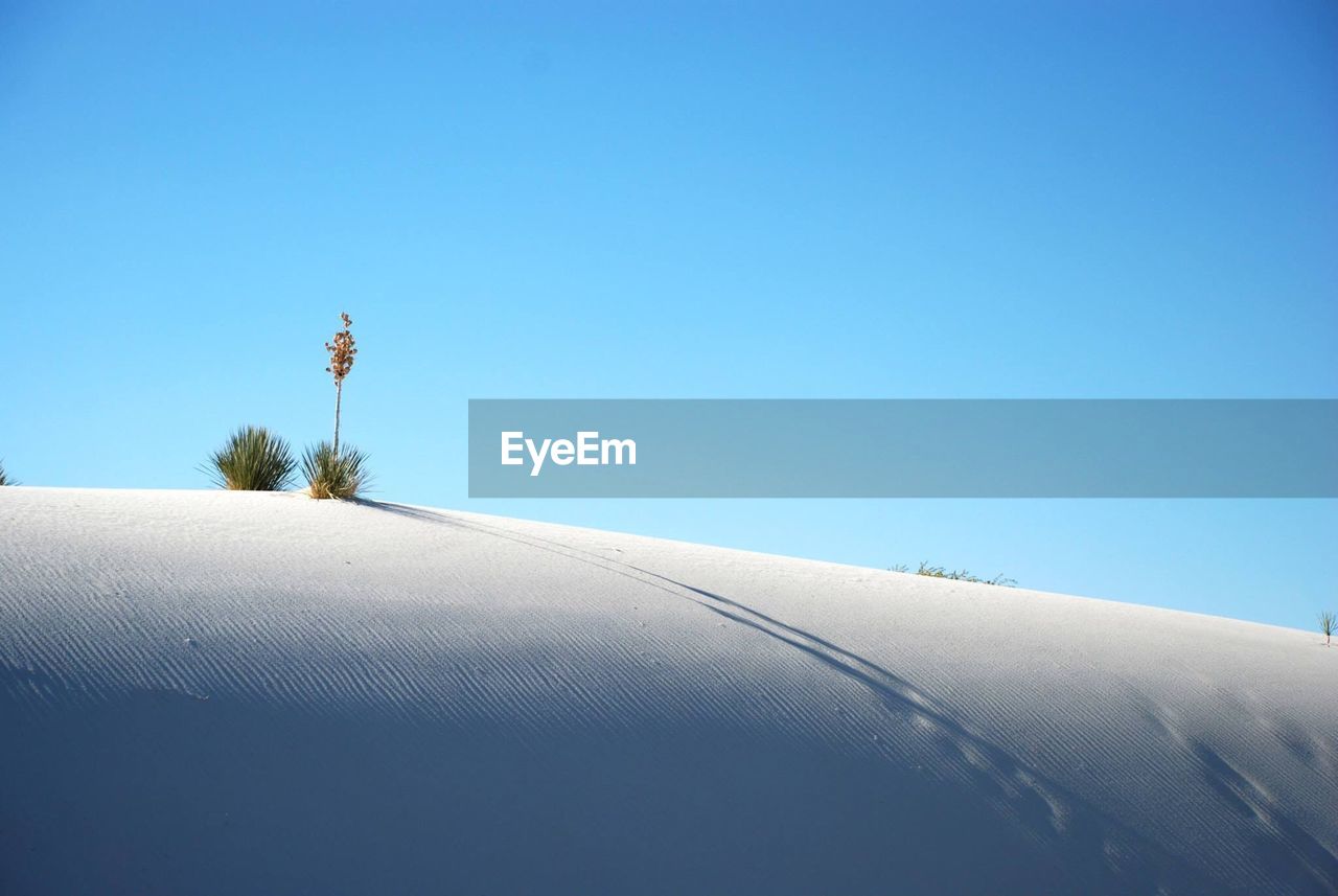 LOW ANGLE VIEW OF PLANTS AGAINST CLEAR BLUE SKY