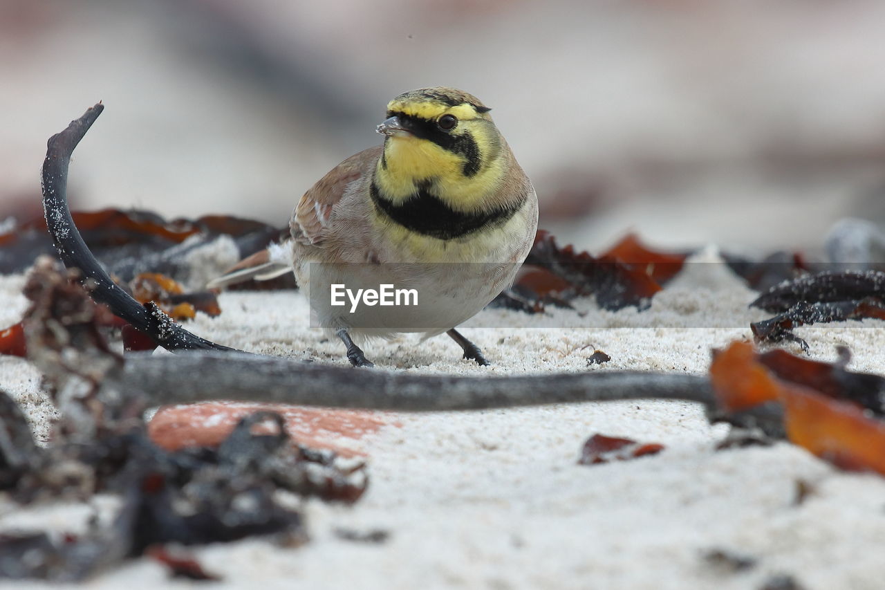 CLOSE-UP OF BIRDS ON LAND