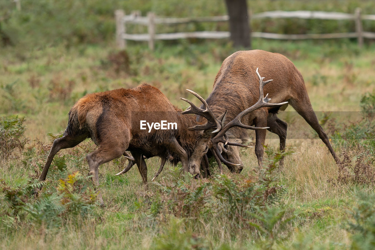 DEER IN THE FIELD