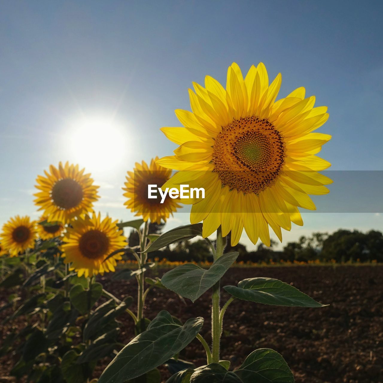 Close-up of sunflowers growing on field against sky