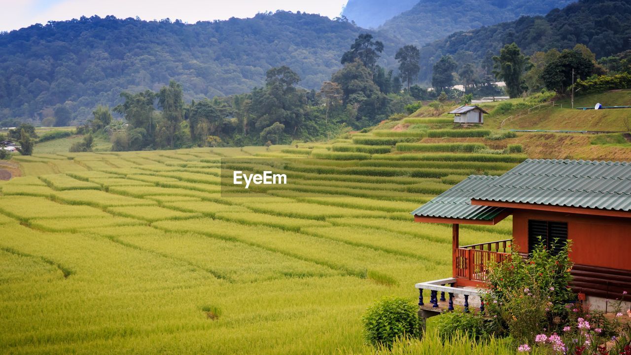 SCENIC VIEW OF AGRICULTURAL FIELD AND MOUNTAINS