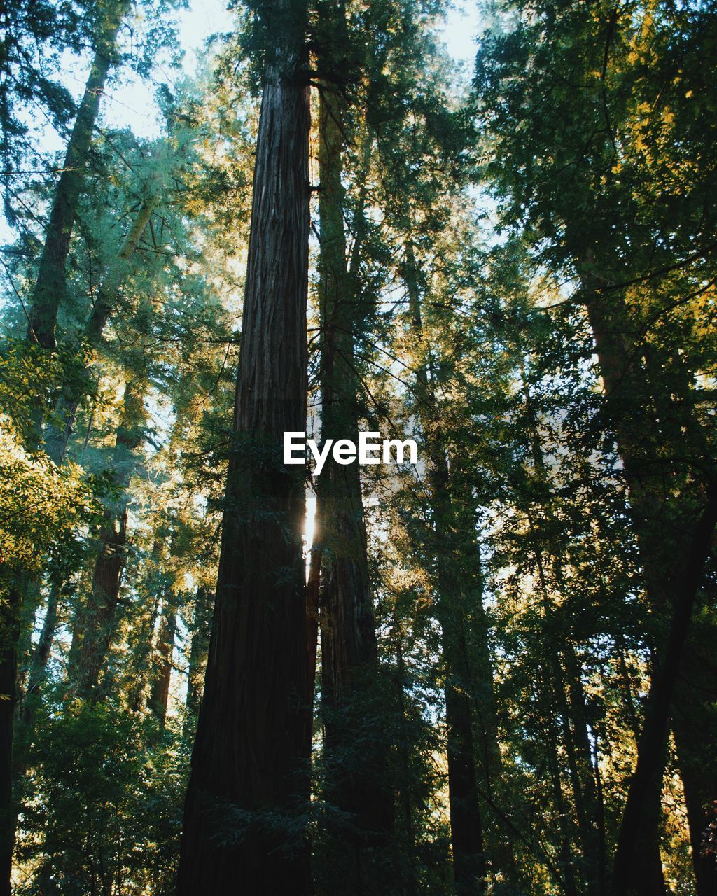 Low angle view of bamboo trees in forest