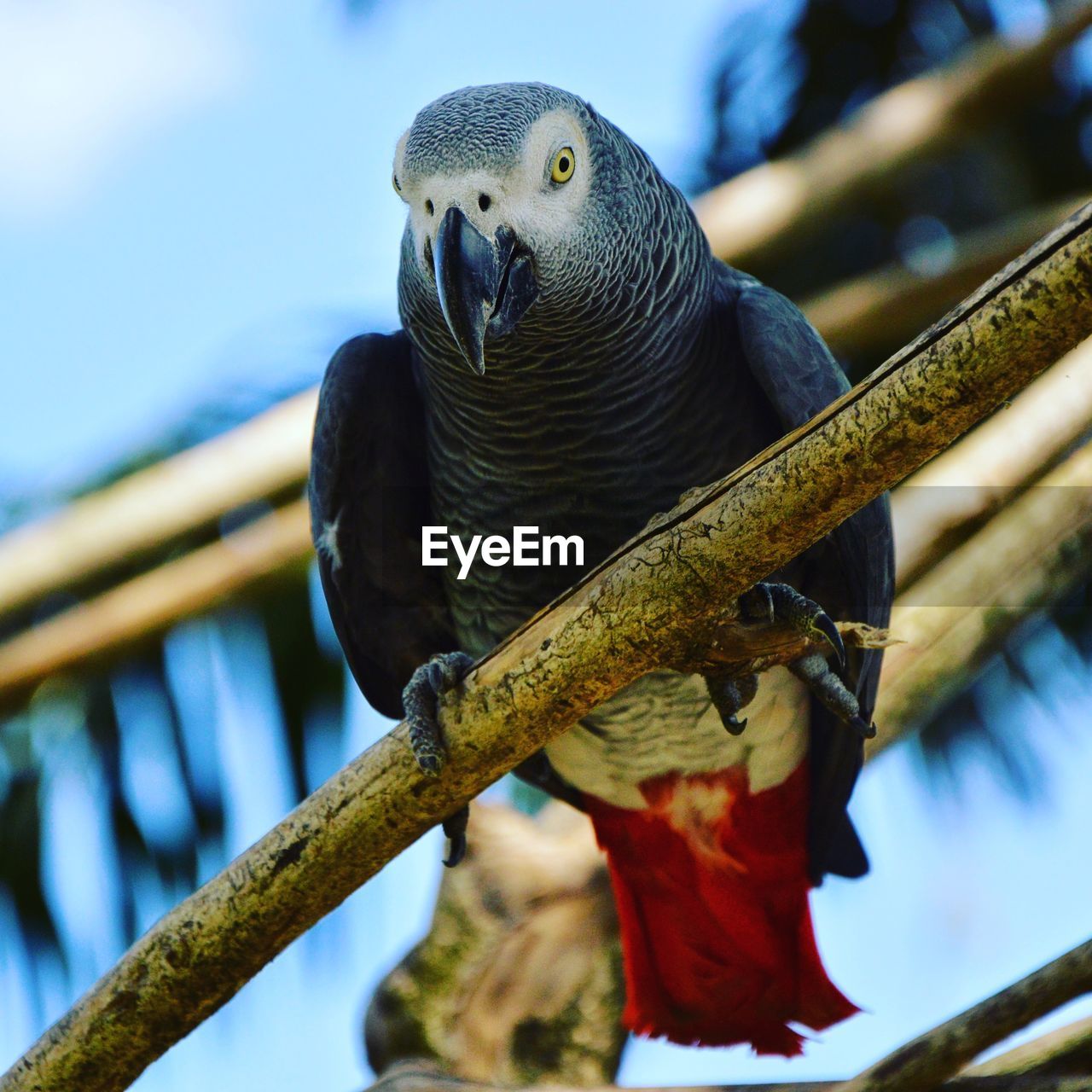 Low angle view of african grey parrot perching on branch