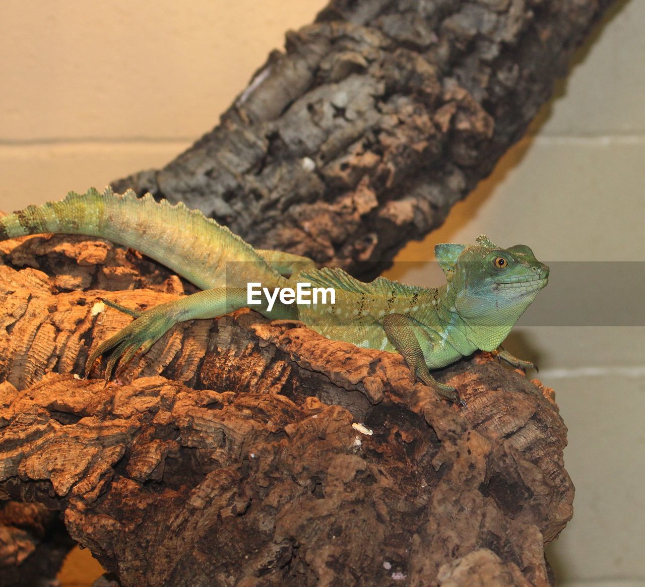 Close-up of green lizard on tree trunk at zoo