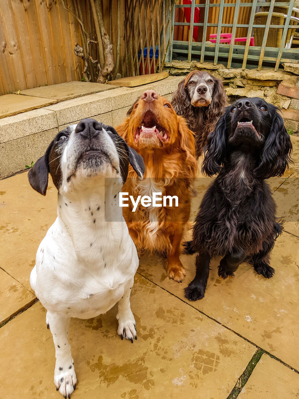 High angle view of four dogs