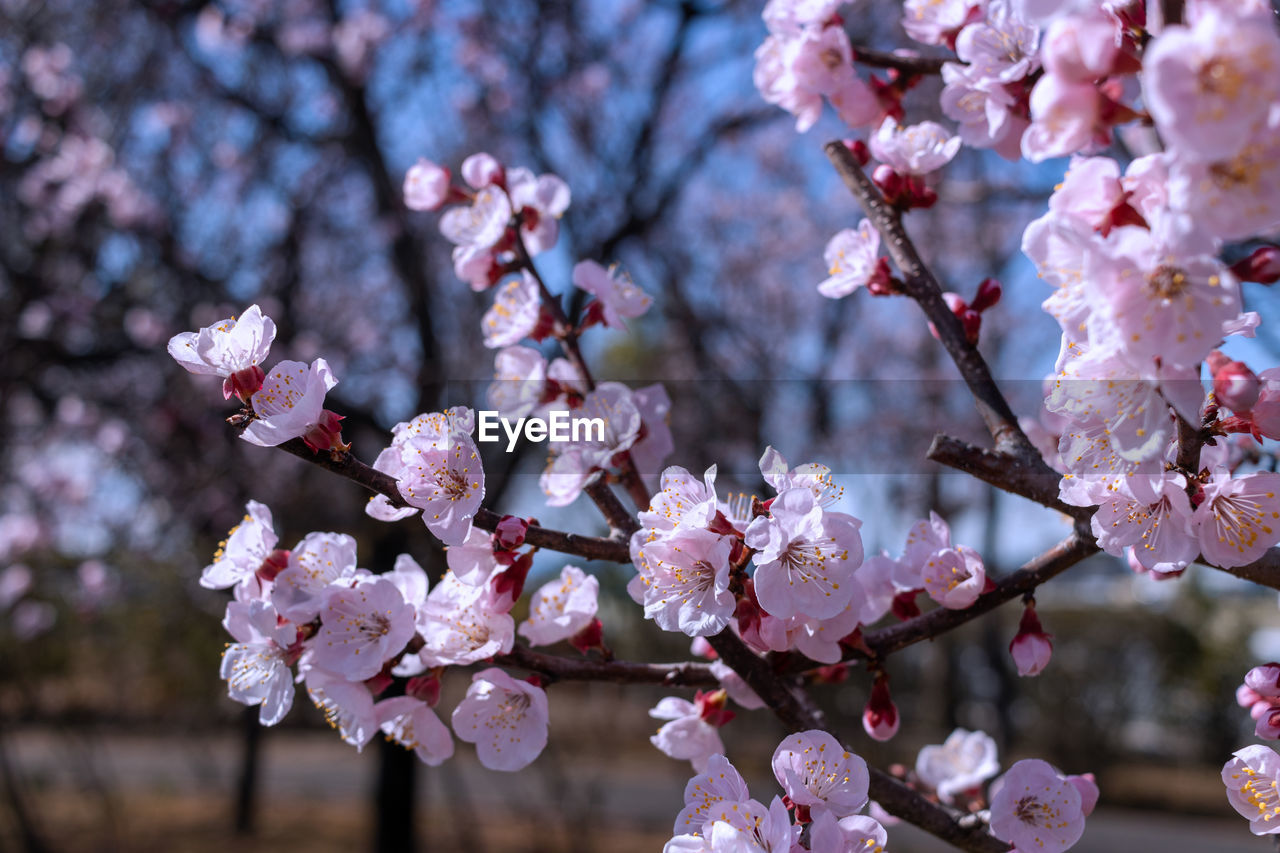 plant, flower, flowering plant, blossom, fragility, springtime, beauty in nature, tree, freshness, pink, growth, cherry blossom, spring, branch, nature, close-up, cherry tree, petal, no people, day, inflorescence, cherry, focus on foreground, produce, flower head, botany, outdoors, food, twig, plum blossom, fruit tree, selective focus