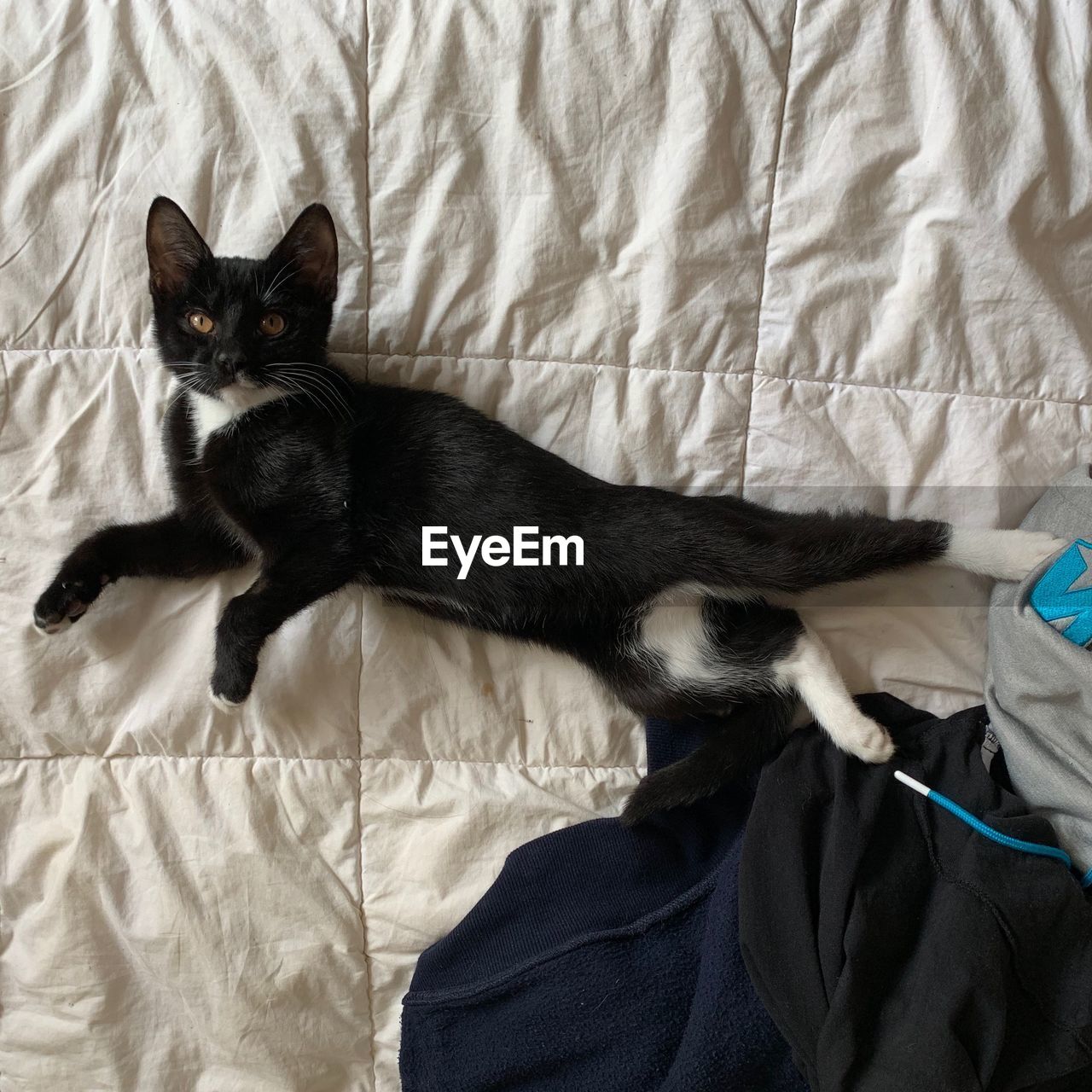 HIGH ANGLE VIEW OF CAT ON BED