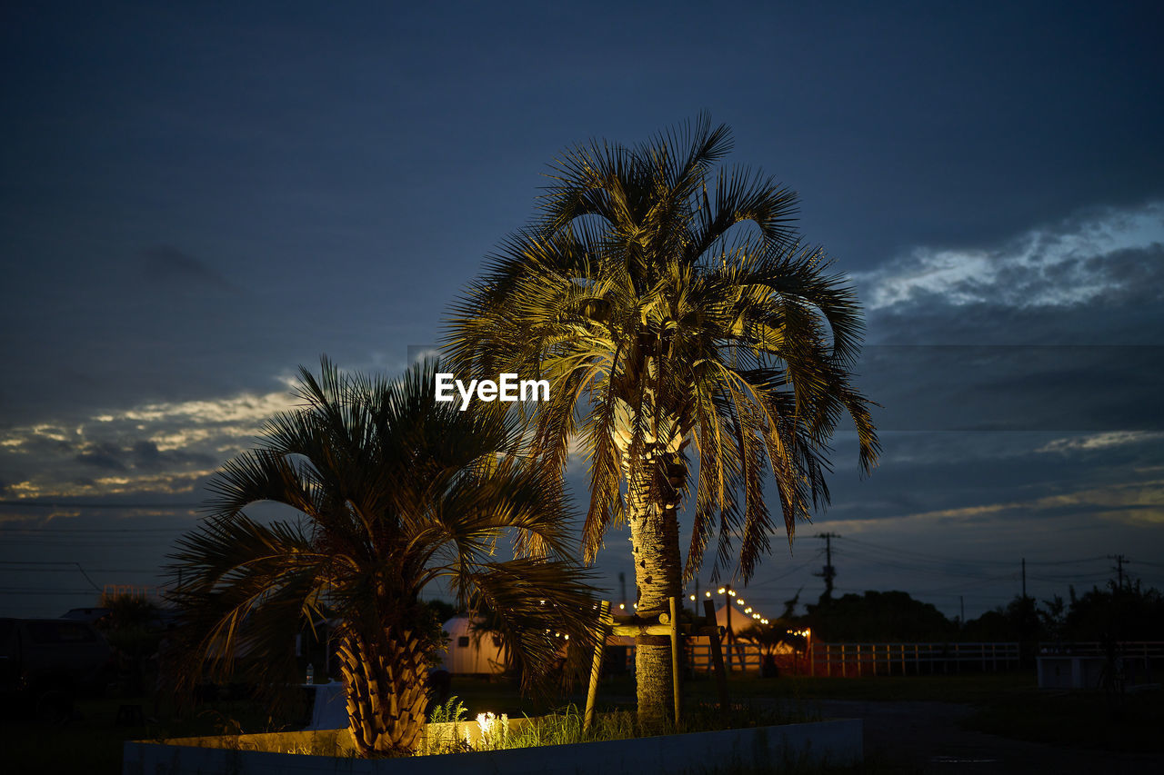 Low angle view of palm trees against sky at night