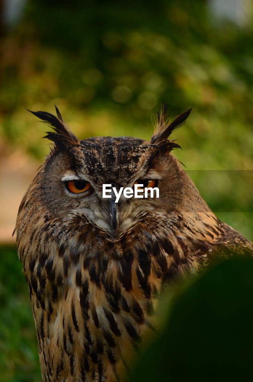 Close-up portrait of owl