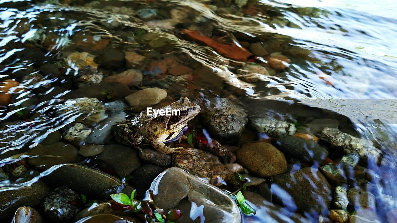 High angle view of toad in water