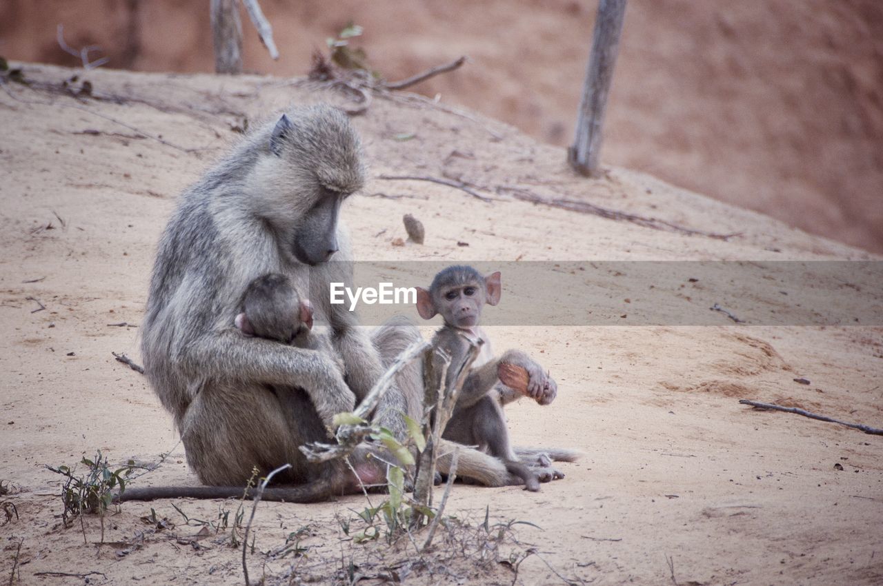 MONKEY SITTING ON GROUND