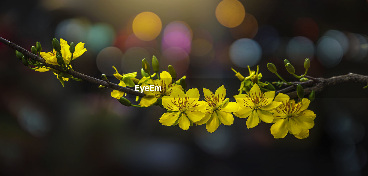 Close-up of yellow flowering plant