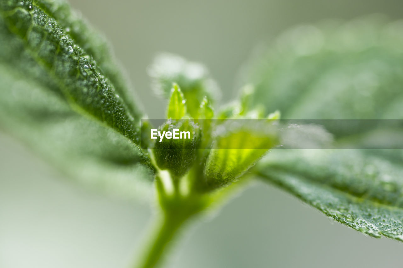 Close-up of leaves