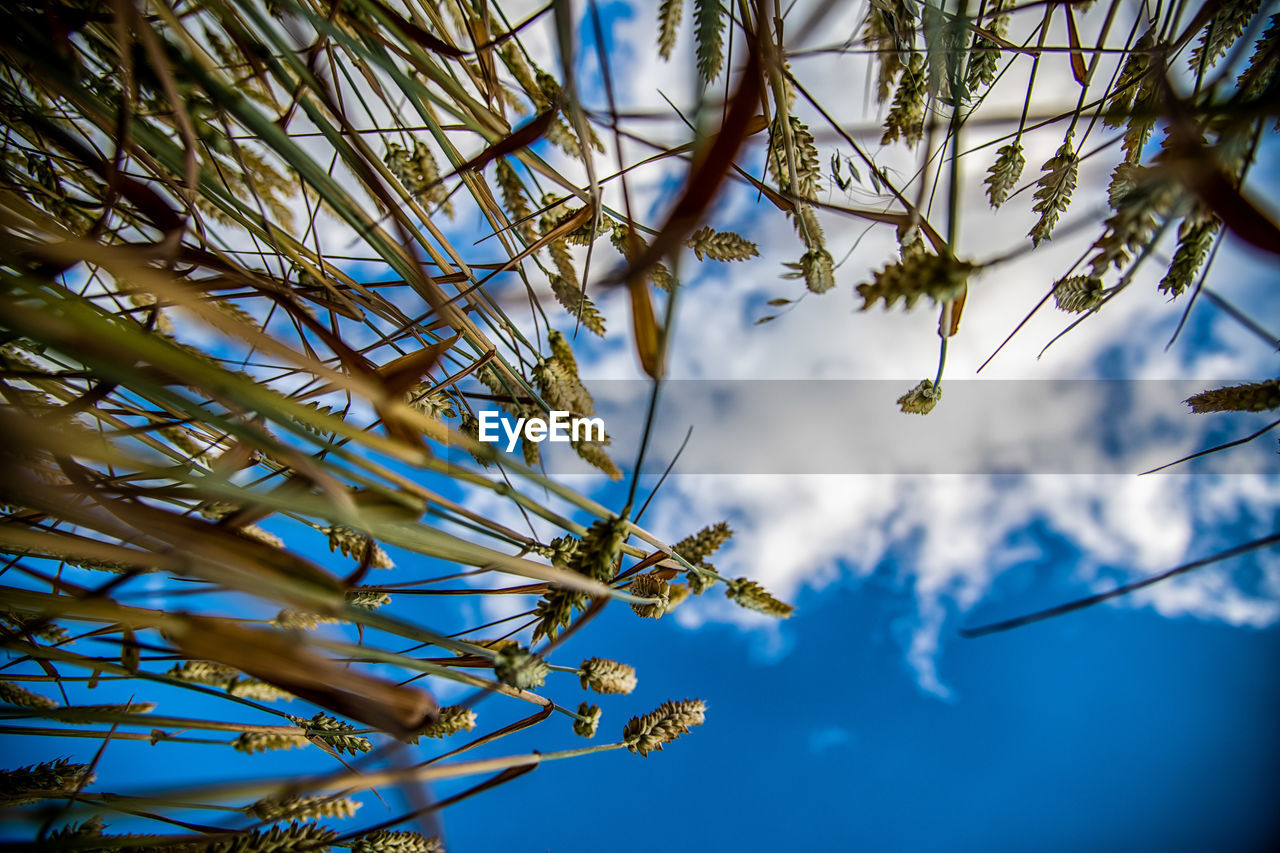 LOW ANGLE VIEW OF FLOWERING PLANT AGAINST SKY