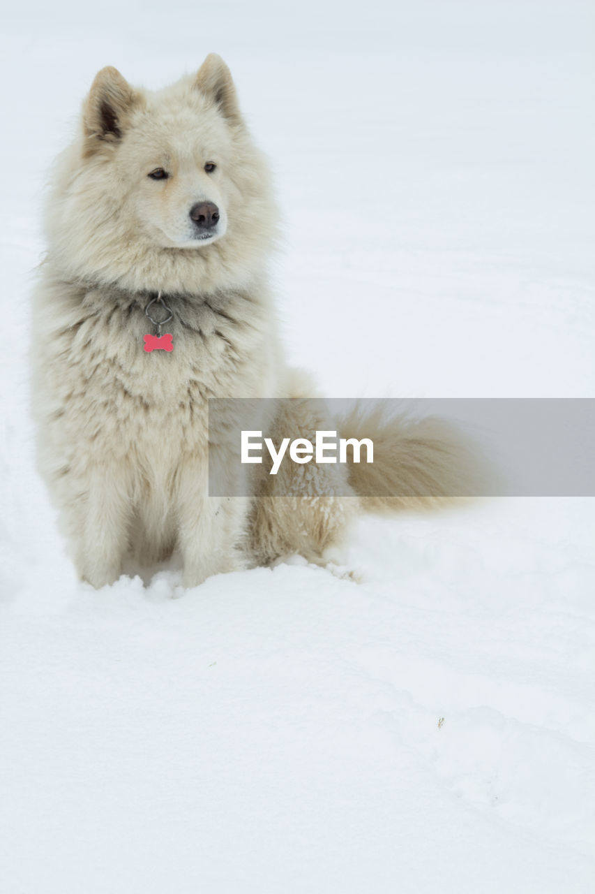 WHITE DOG ON SNOW COVERED FIELD