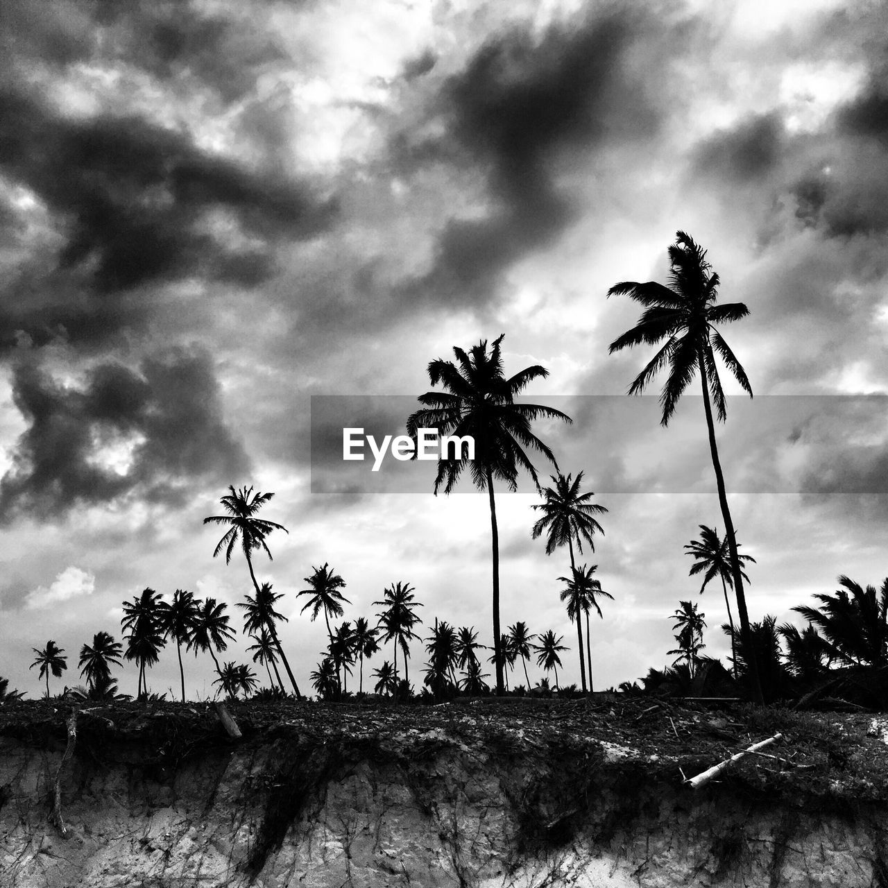 Low angle view of tree against cloudy sky