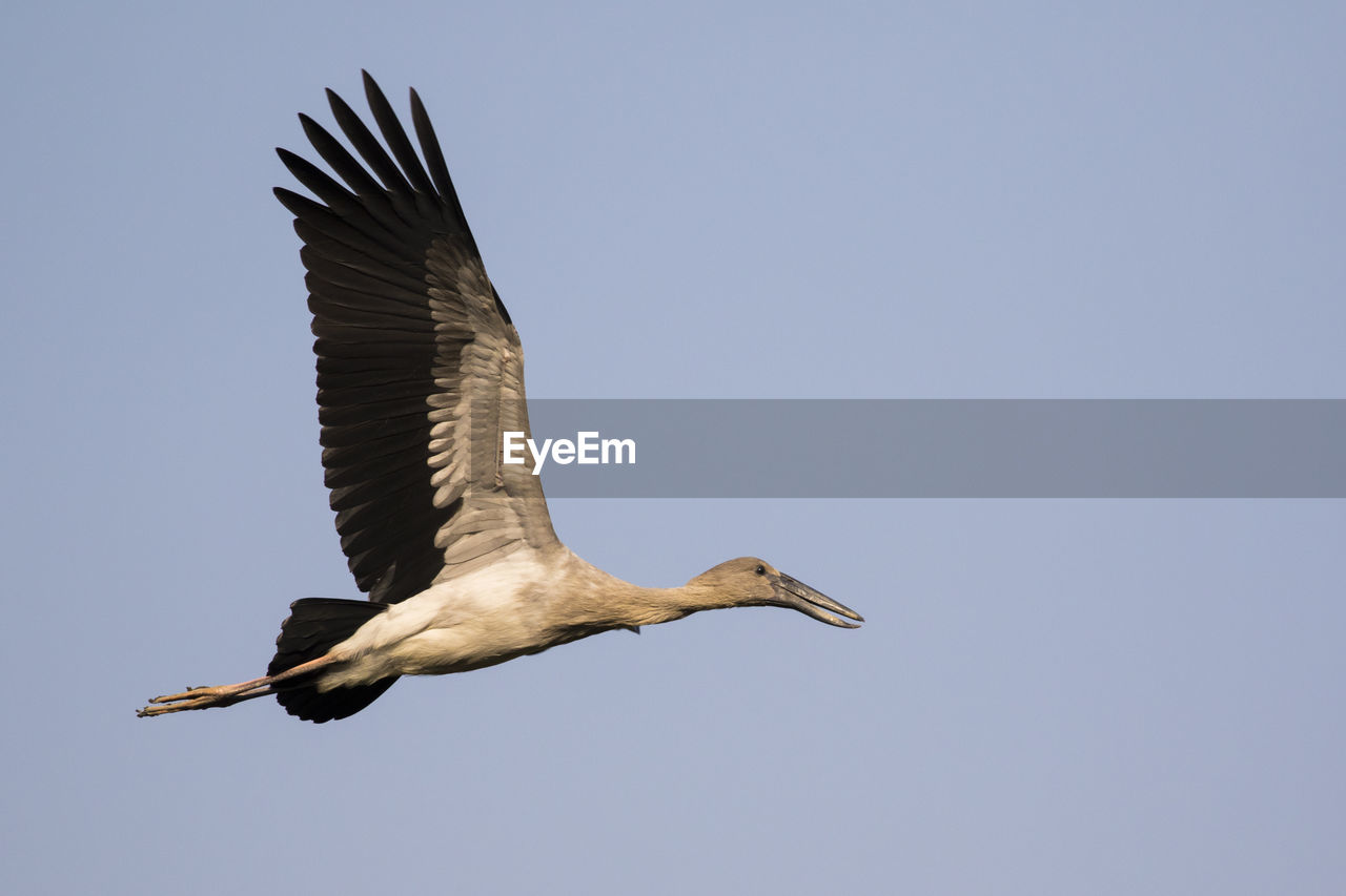 Image of asian openbill stork flying in the sky. wild animals. bird.