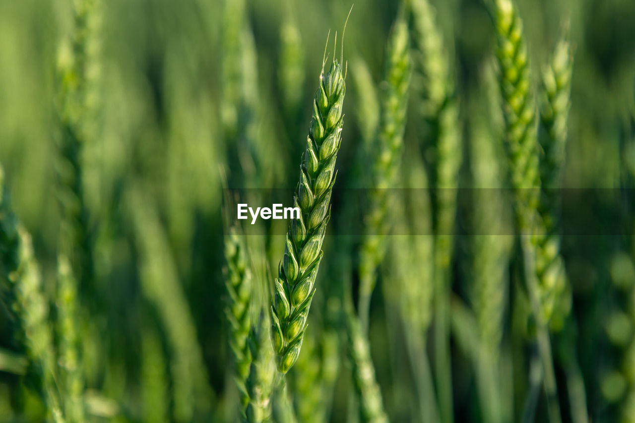 Green wheat field close up image. agriculture scene