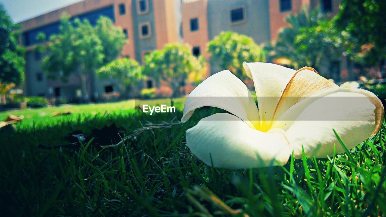 CLOSE-UP OF FLOWER BLOOMING ON GRASS