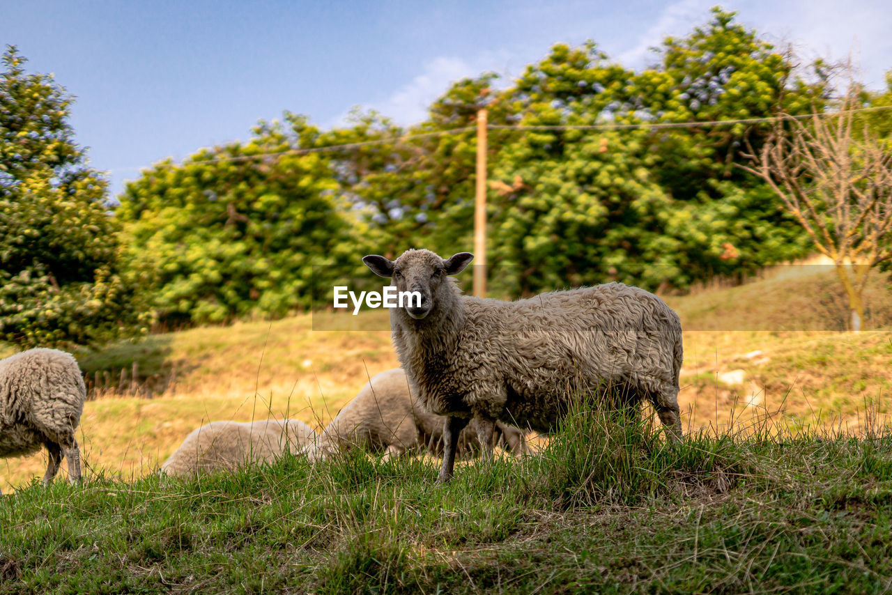 Sheep in a field into monte isola, lake iseo
