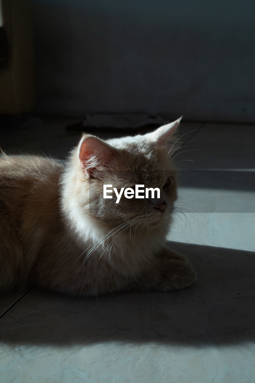 CLOSE-UP OF A CAT RESTING AT HOME