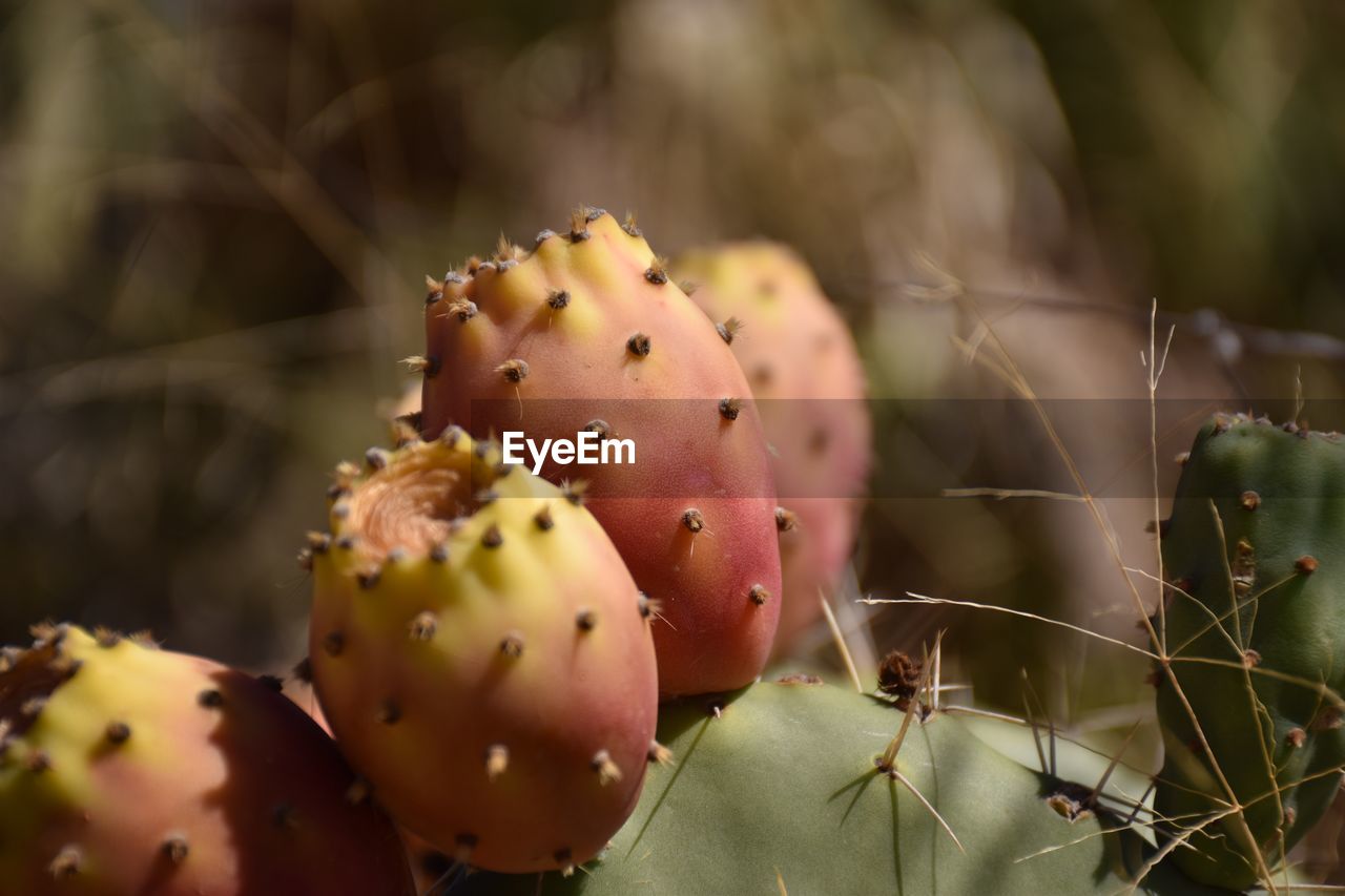 CLOSE-UP OF PRICKLY PEAR CACTUS IN GARDEN