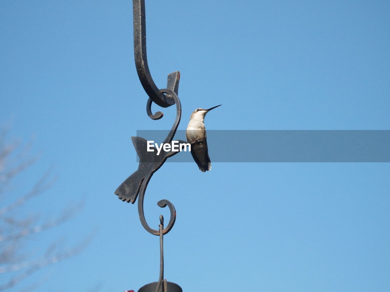 sky, clear sky, bird, blue, nature, no people, day, animal, low angle view, street light, animal themes, statue, sunny, metal, outdoors, animal representation, wind, lighting