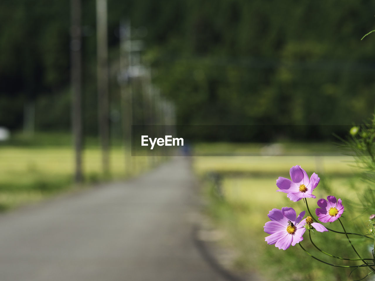plant, flowering plant, flower, beauty in nature, freshness, nature, green, grass, tree, pink, fragility, no people, growth, focus on foreground, outdoors, flower head, road, petal, day, close-up, inflorescence, leaf, springtime, transportation, selective focus, purple, tranquility, footpath, meadow, blossom