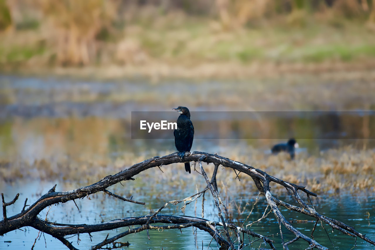 View of indian cormorant perching on the branch in national park