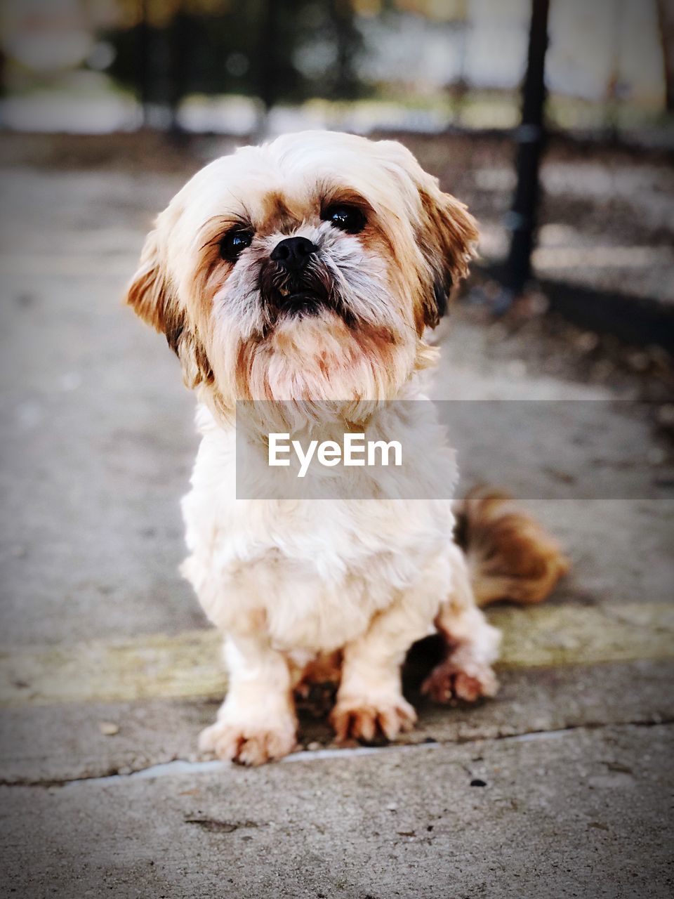 PORTRAIT OF DOG ON A FLOOR