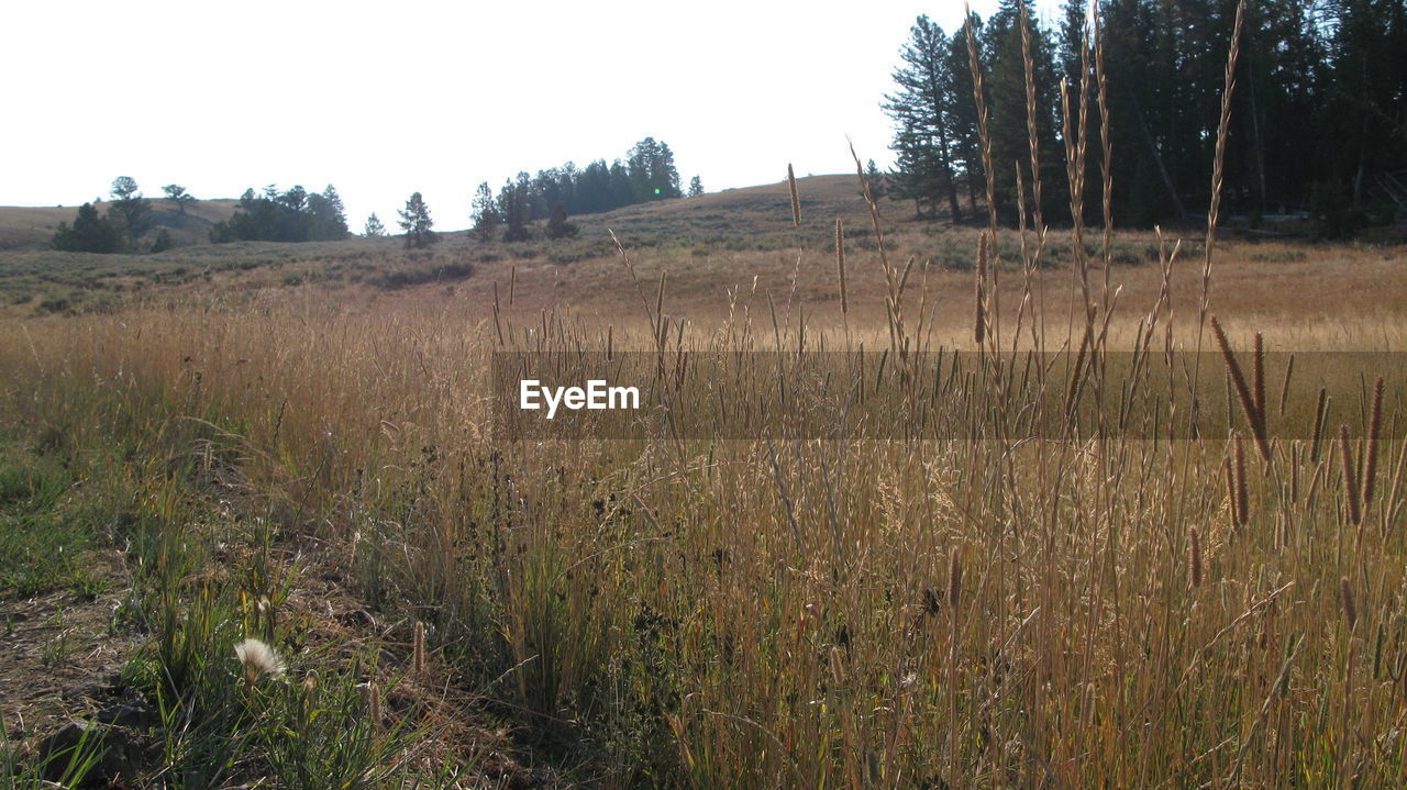 SCENIC VIEW OF GRASSY FIELD AGAINST SKY