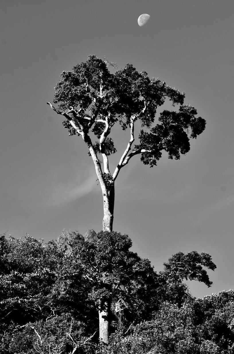 Half moon over tall tree