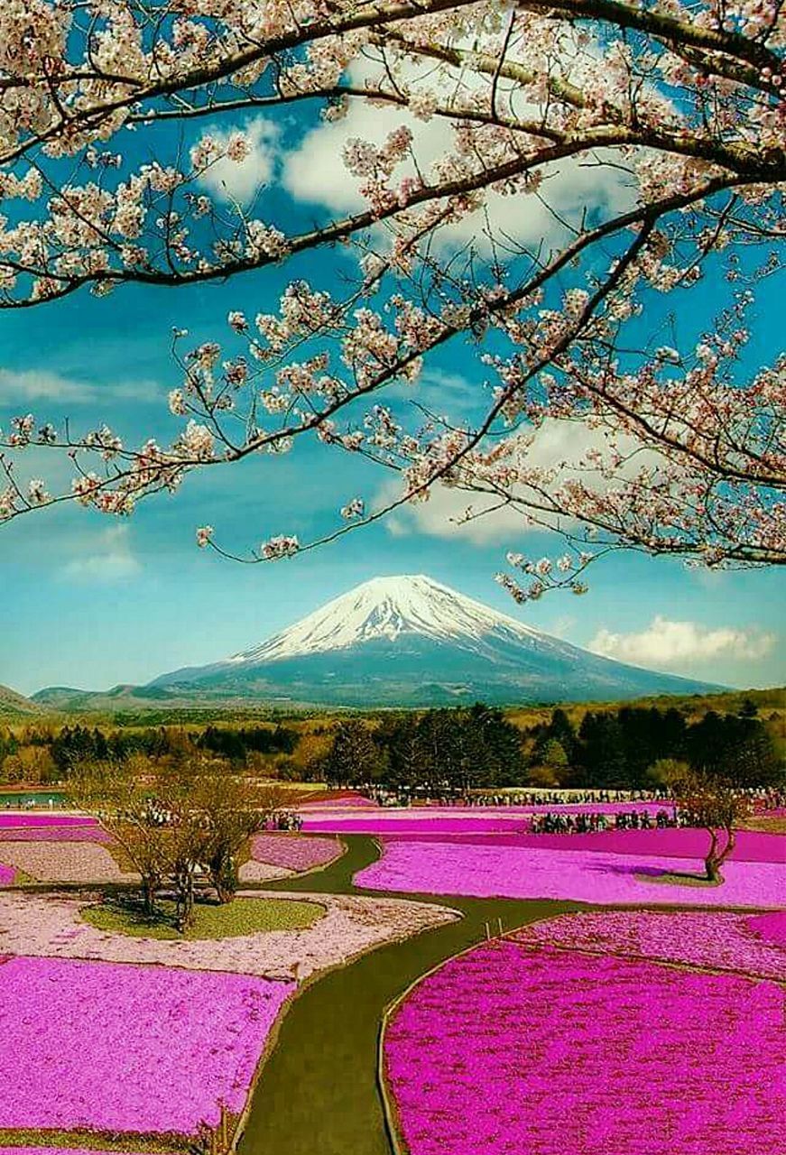 PINK FLOWERS ON TREE AGAINST SKY