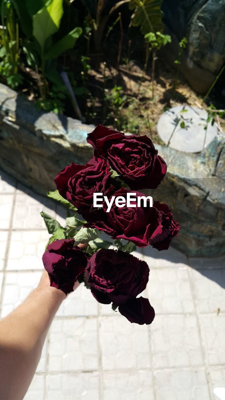 High angle view of cropped hand holding wilted roses