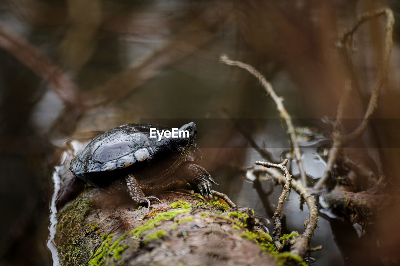 animal themes, animal, animal wildlife, nature, wildlife, reptile, one animal, tree, close-up, macro photography, no people, plant, forest, outdoors, environment, land, selective focus, water, turtle, day