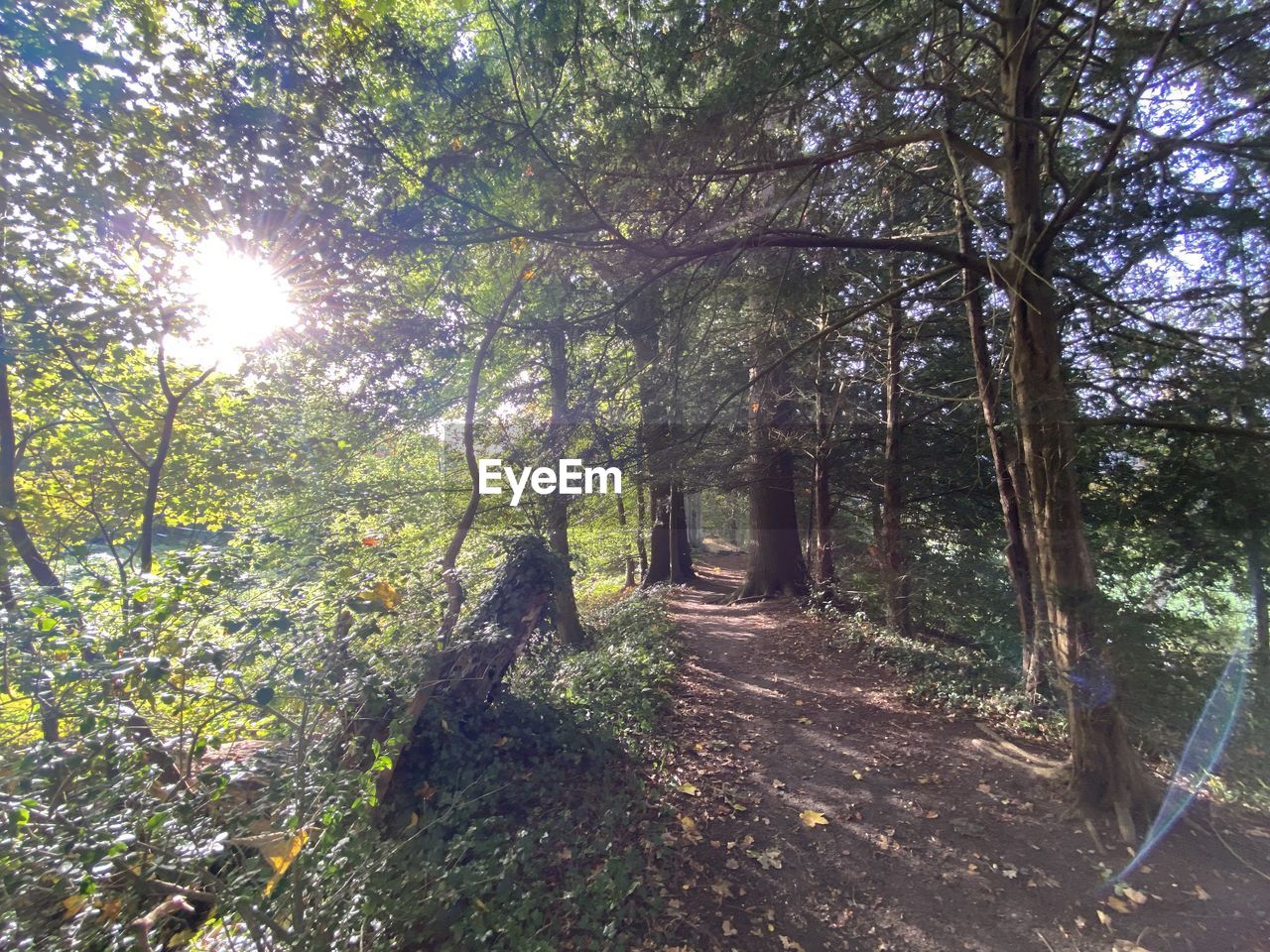 TREES AMIDST PLANTS IN FOREST