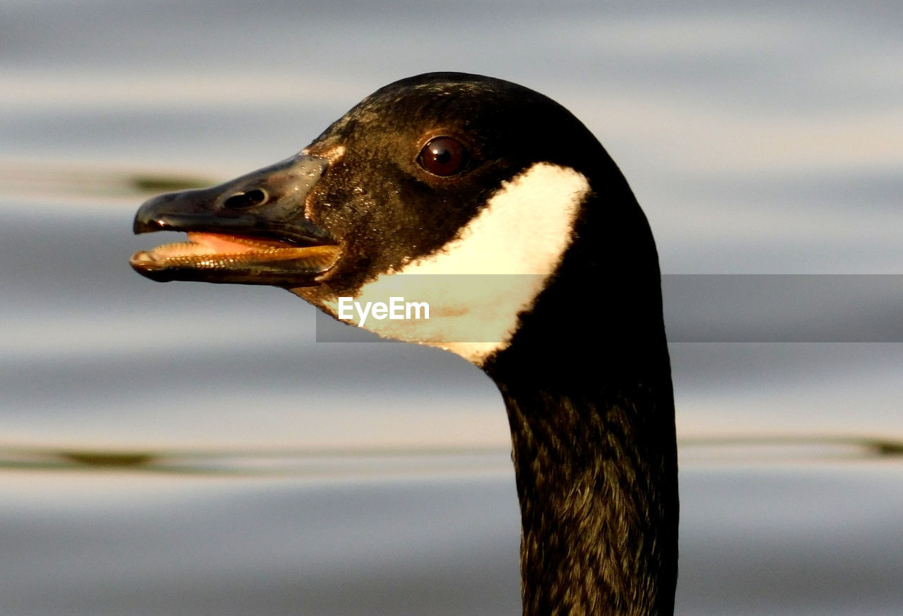 CLOSE-UP OF BIRD