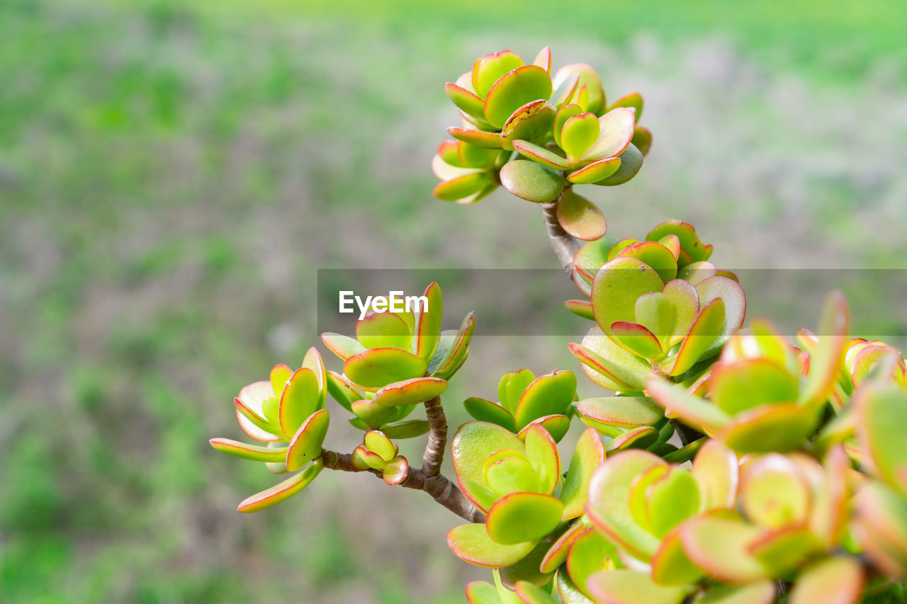 Close-up of beautiful green succulents